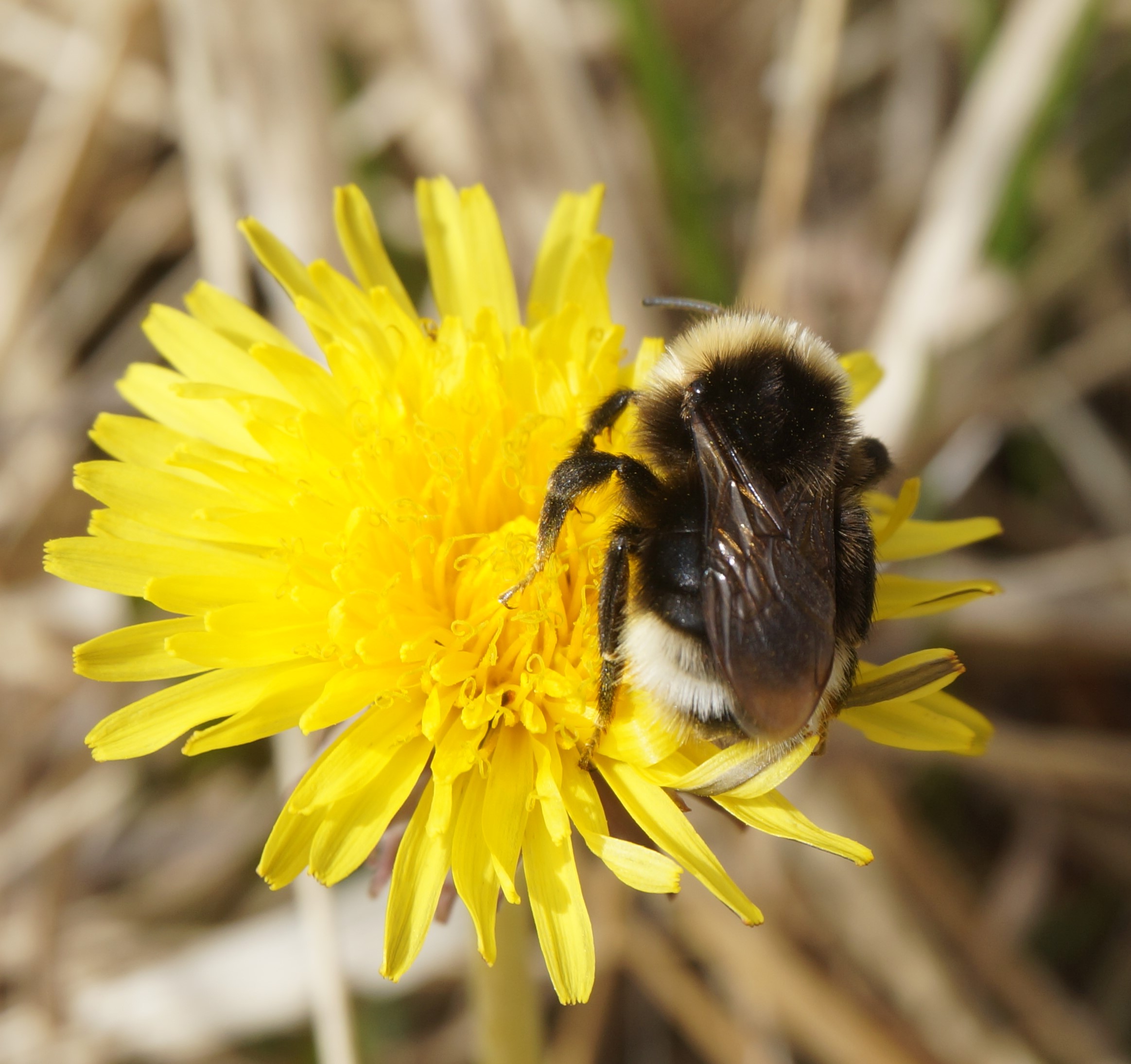 Close up of a bumble bee on a dandelion