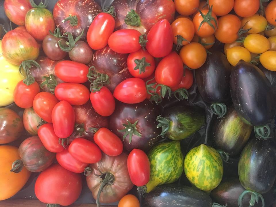 various varieties of tomato, including red, purple and yellow and green striped ones with different shapes