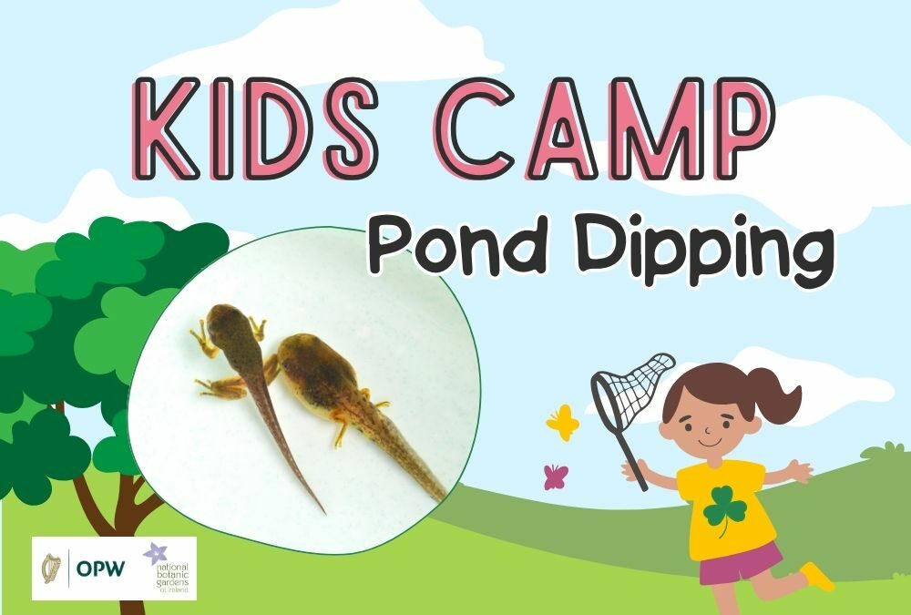 Kids Camp: Pond Dipping