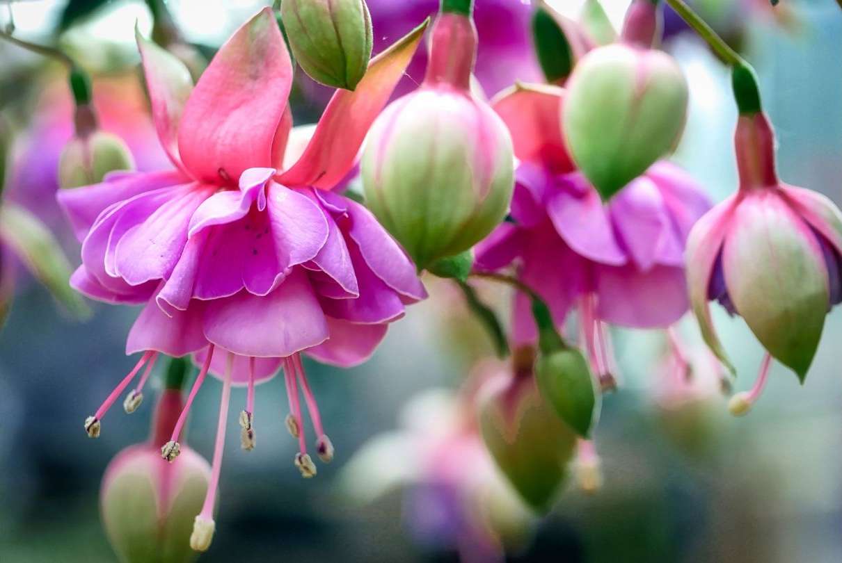 The Wonderful World of Fuchsias