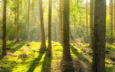 National Tree Week Events at Glasnevin